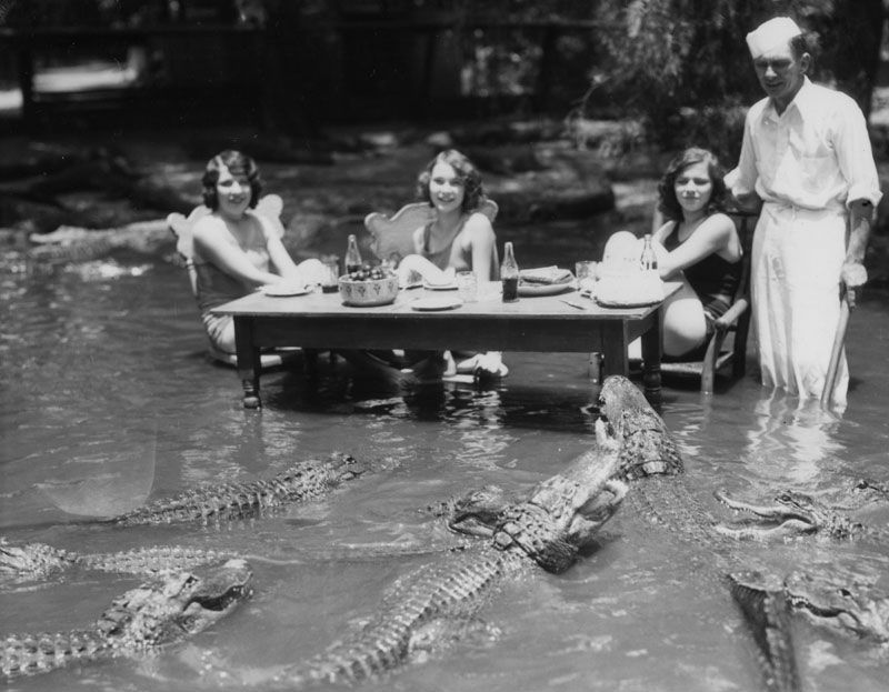 A 1920s picture of some women having a tea party in a pond with alligators