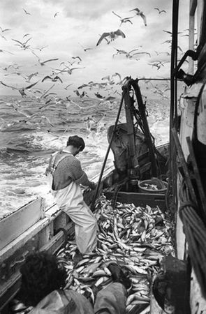 Fisherman on boat full of cod with seagulls flapping overhead, stormy and gloomy looking