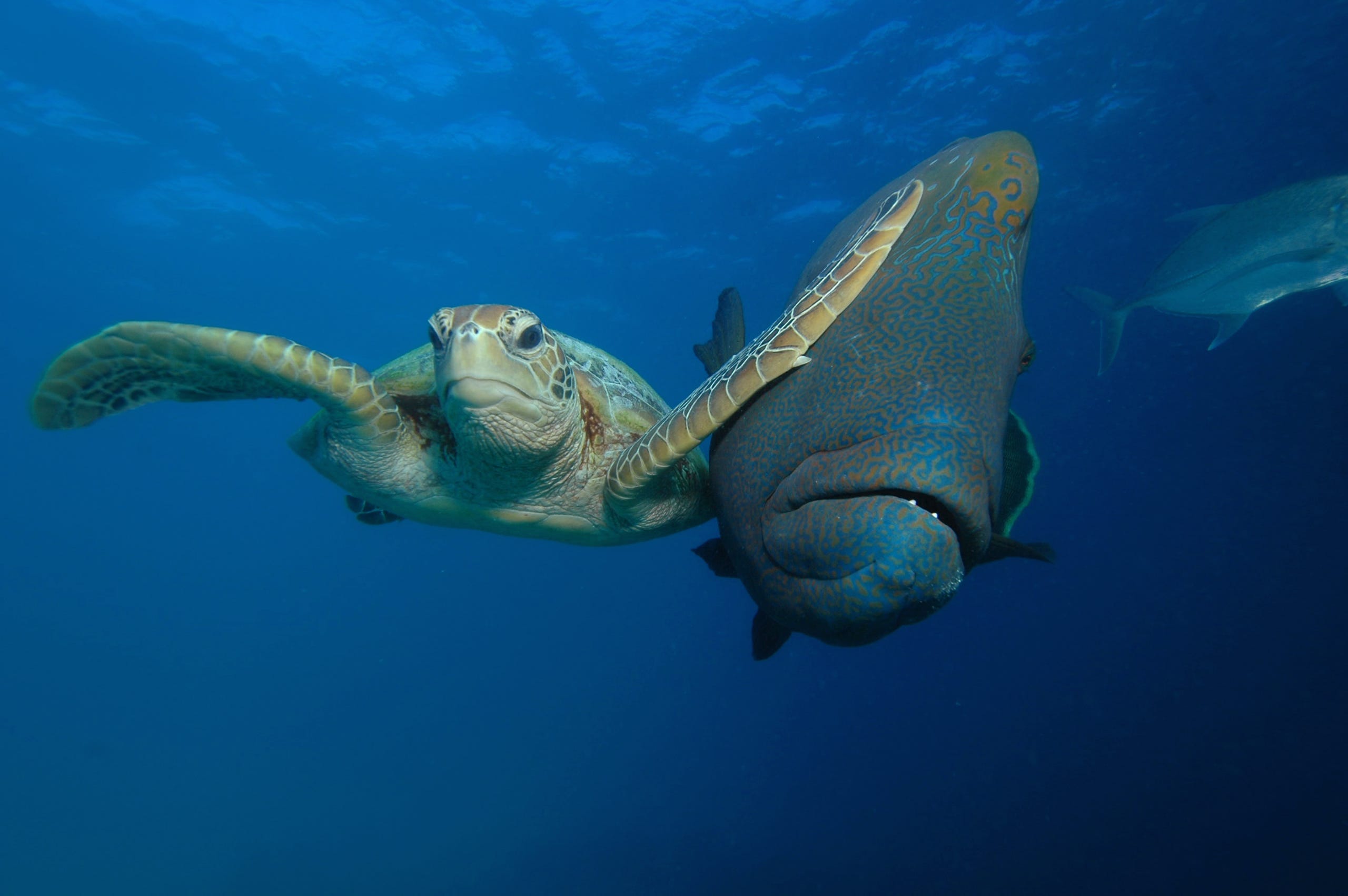 A turtle slaps a fish.