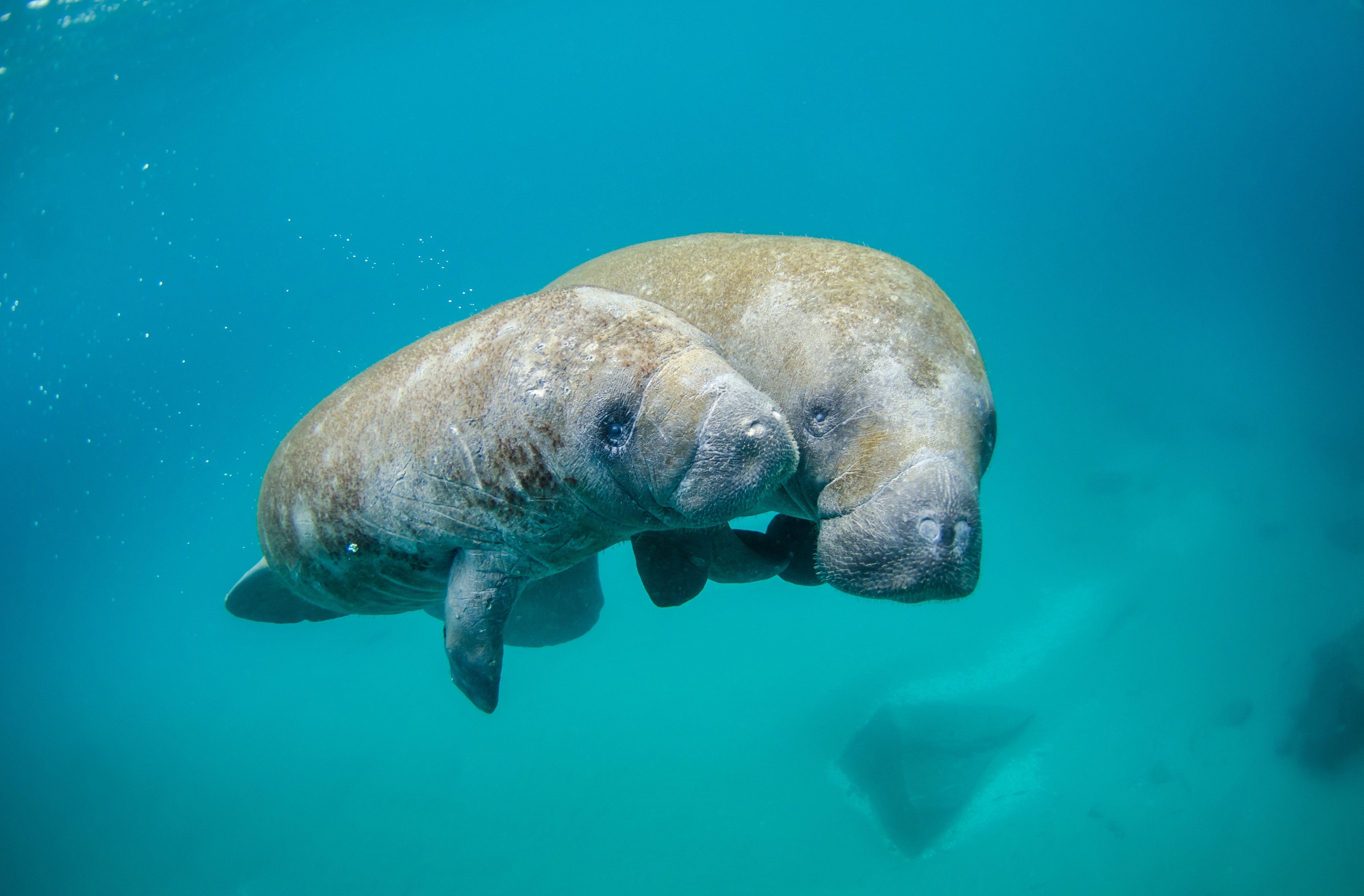 Pair of manatees