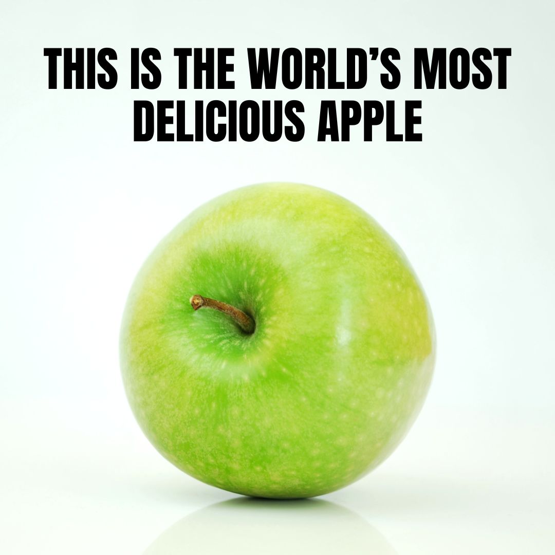 This is the world's most delicious apple