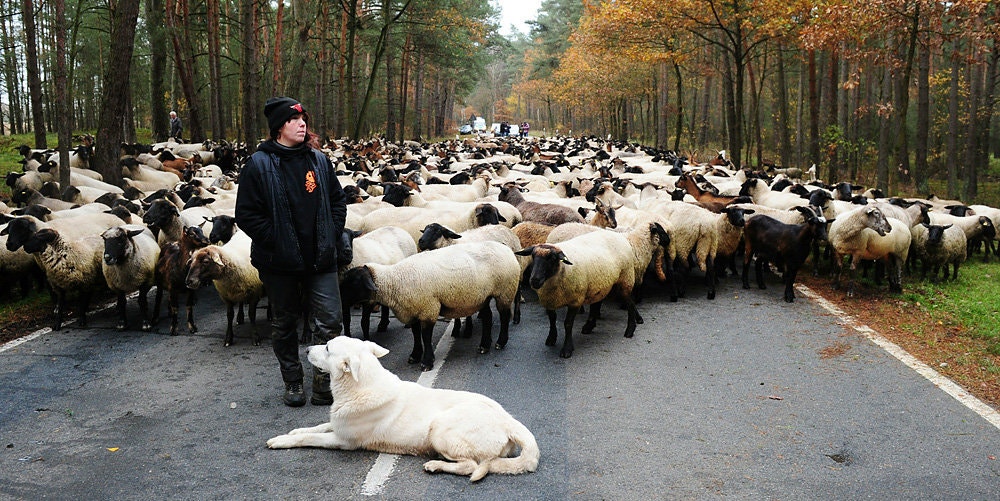 Boy and dog on a road with large herd of sheep. Cars in background.