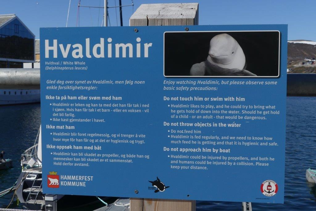 Hvaldmir the military beluga