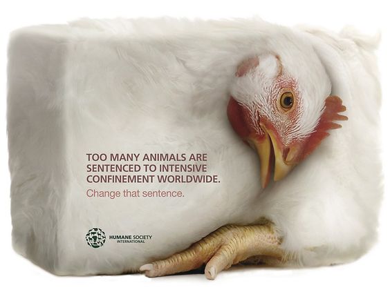 Human Society change animal confinement ad