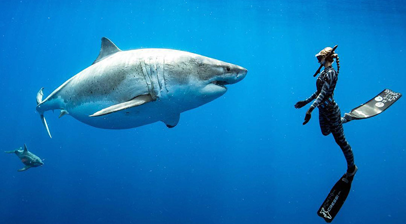 Ocean Ramsey swims with a great white shark