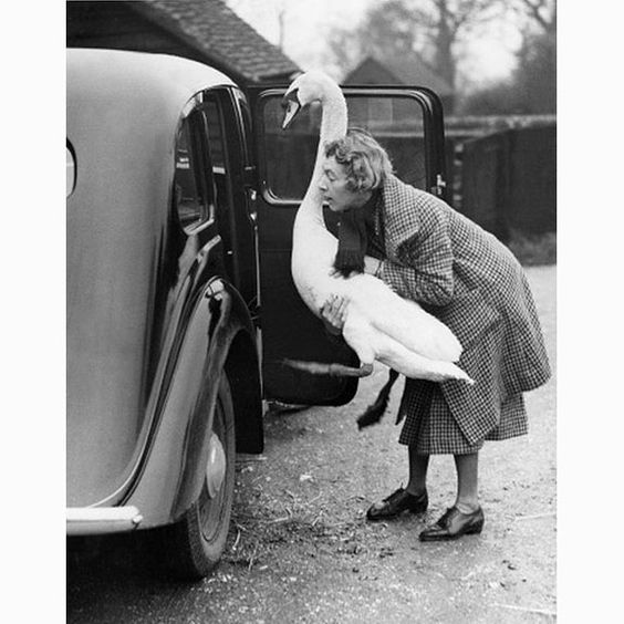 Woman places swan in car