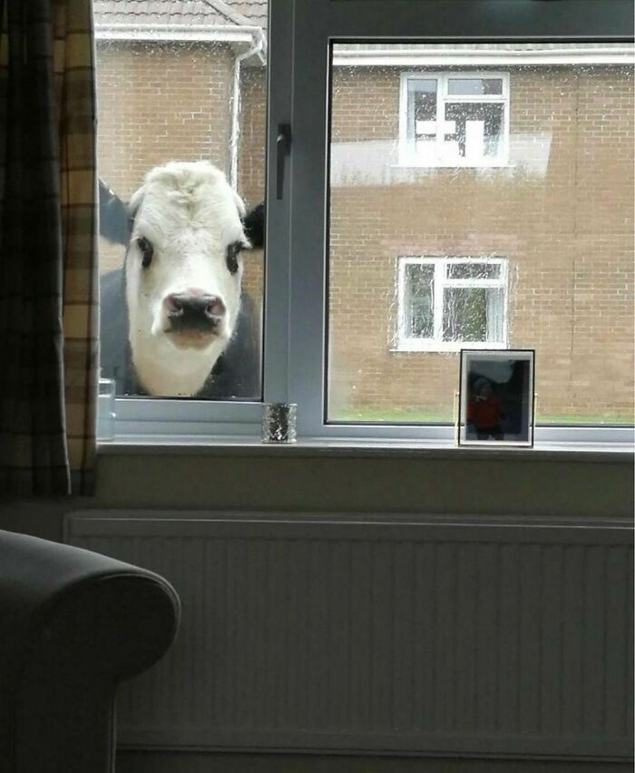 menacing cow looks through window
