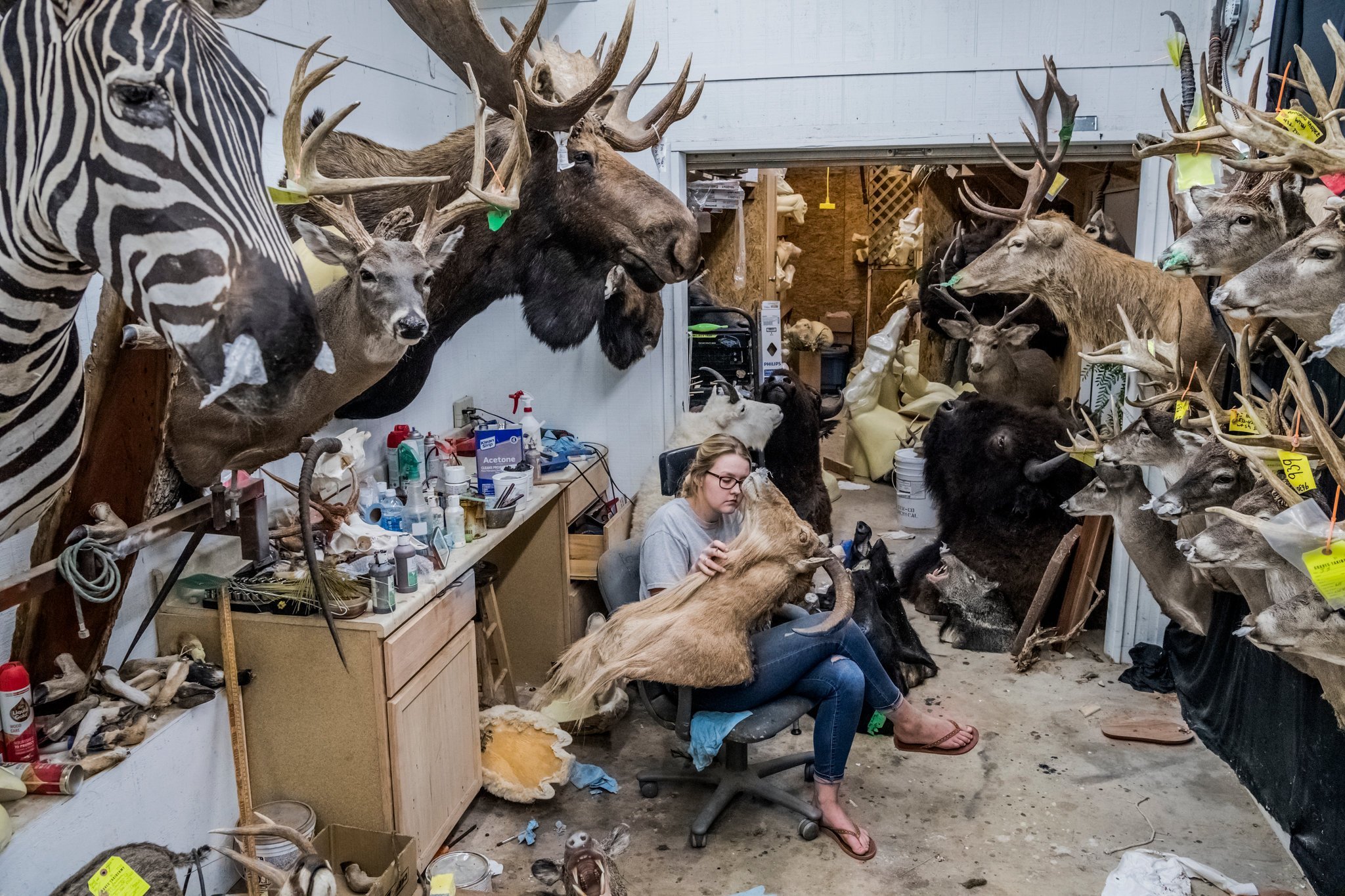 Woman sits in taxidermy office