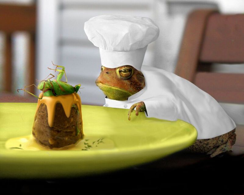 meticulous frog chef examines dish with cricket dressing