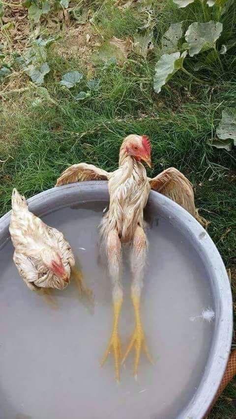 Relaxing wet chicken