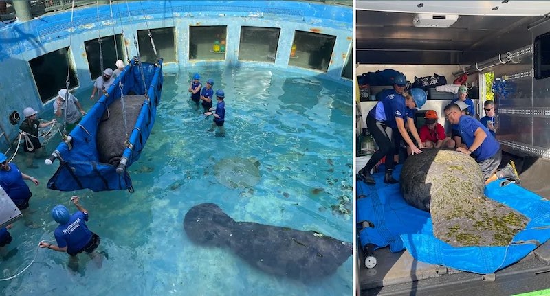 Manatees removed